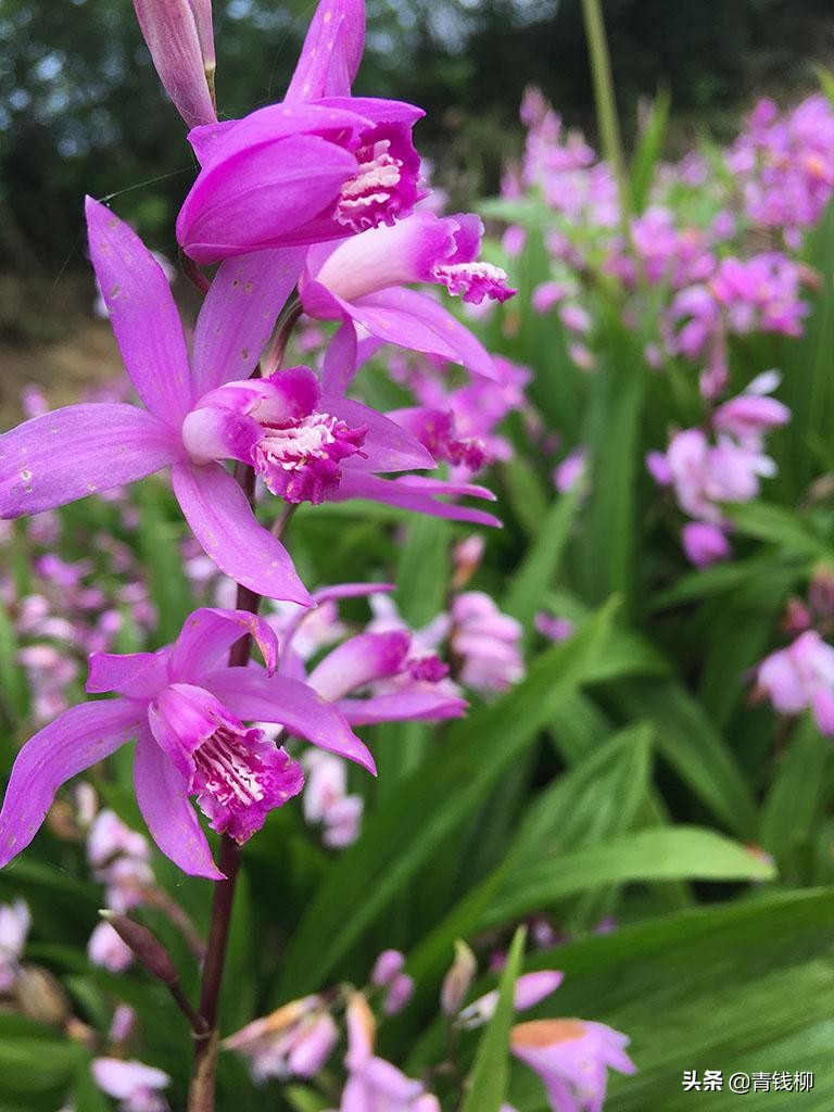 白芨种植的前景怎么样,白芨种植前景和适应省份