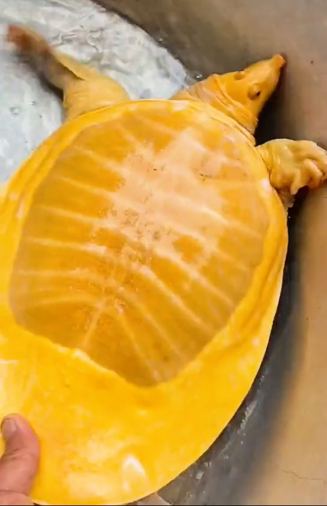 钓鱼人罕见钓到什么鱼,江苏钓鱼人钓上罕见巨虾