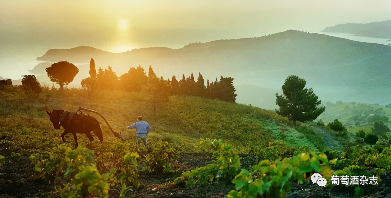 对蜜雪冰城产品的认知,露喜龙产区