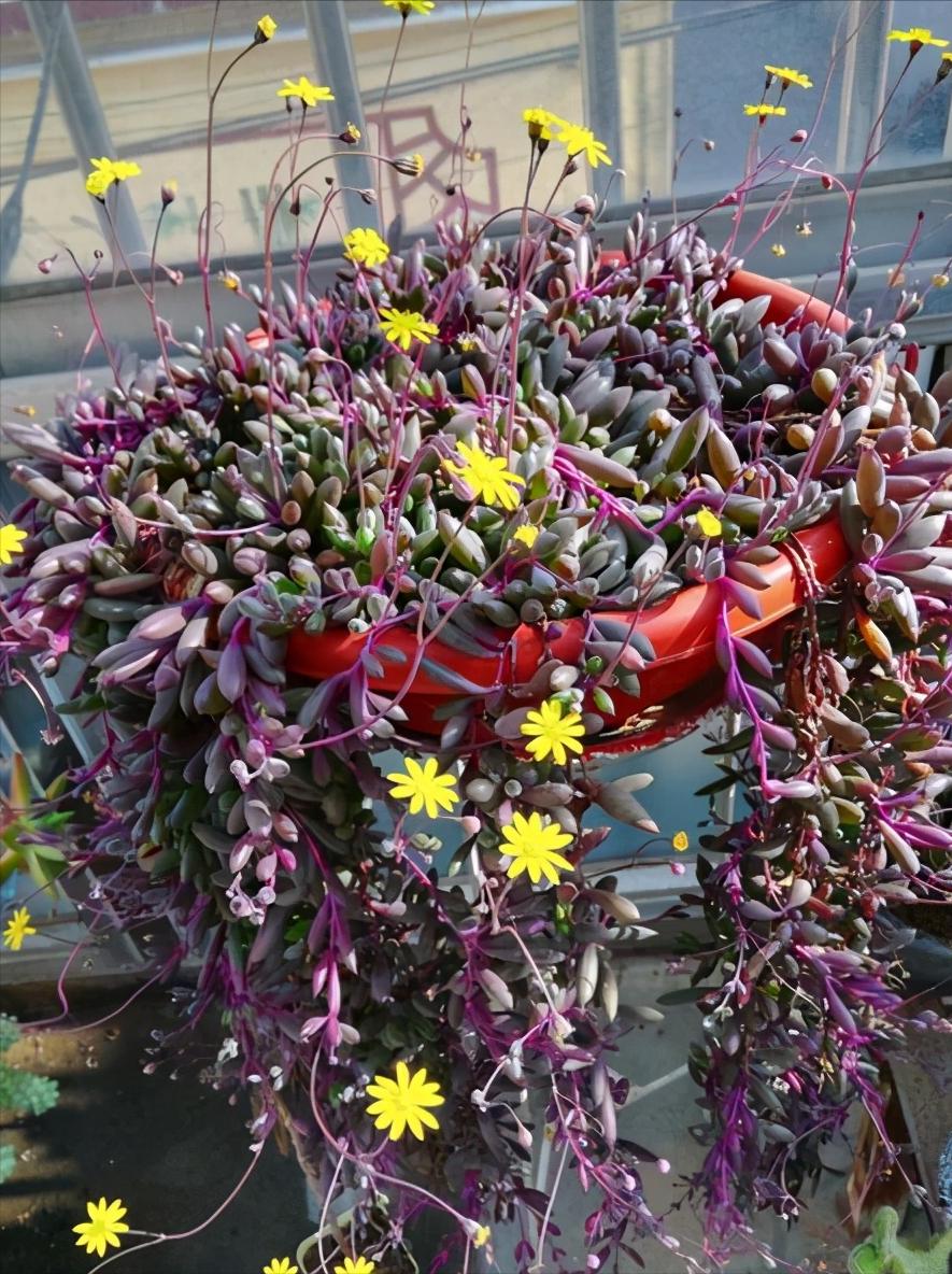 小盆栽多肉10个,5种多肉爱爆盆