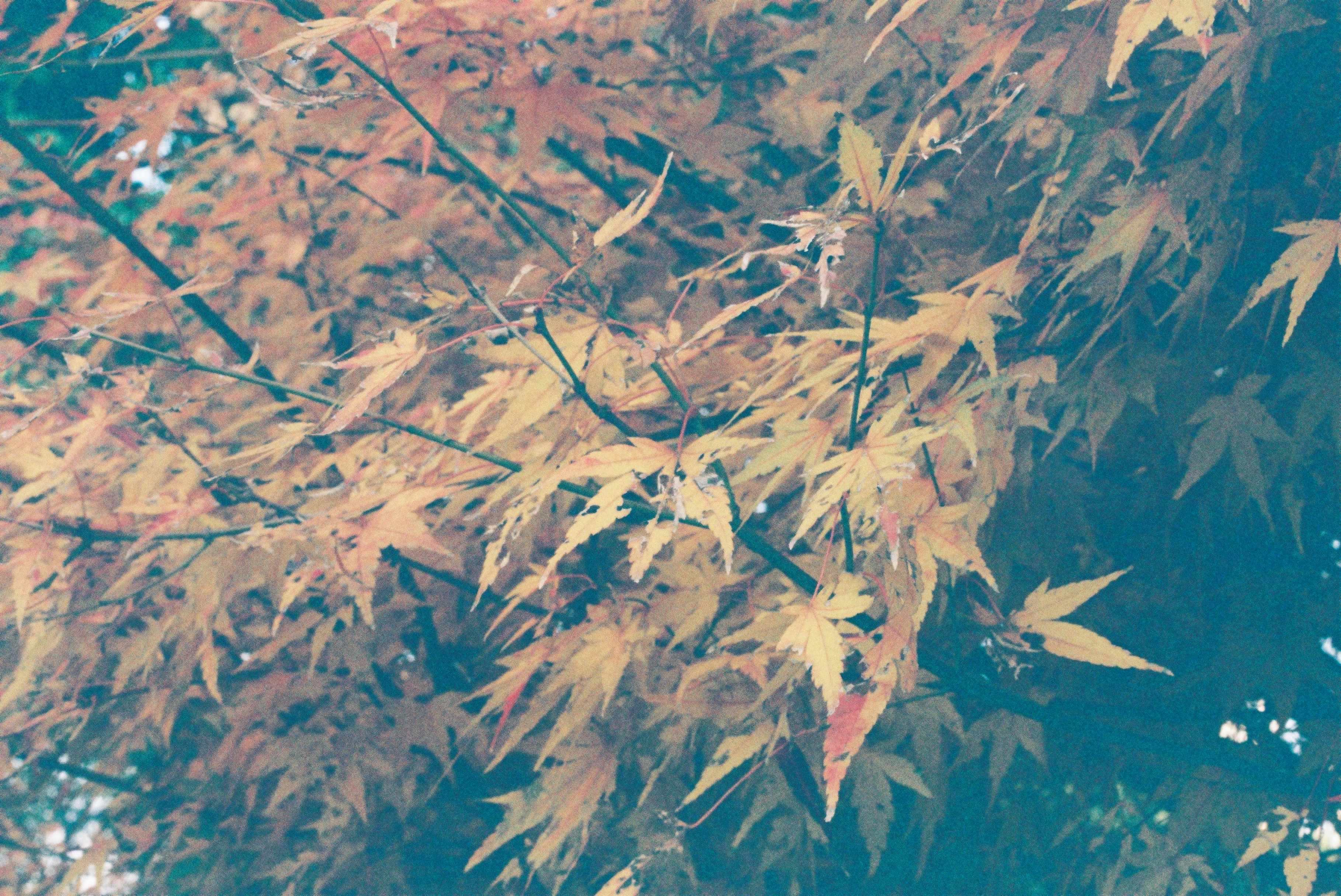 胶片拍出来不晒是什么样子的,日系胶片拍摄过程