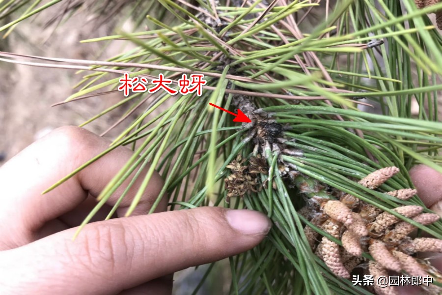 松树上老滴油怎么办,松树为什么往下滴粘液