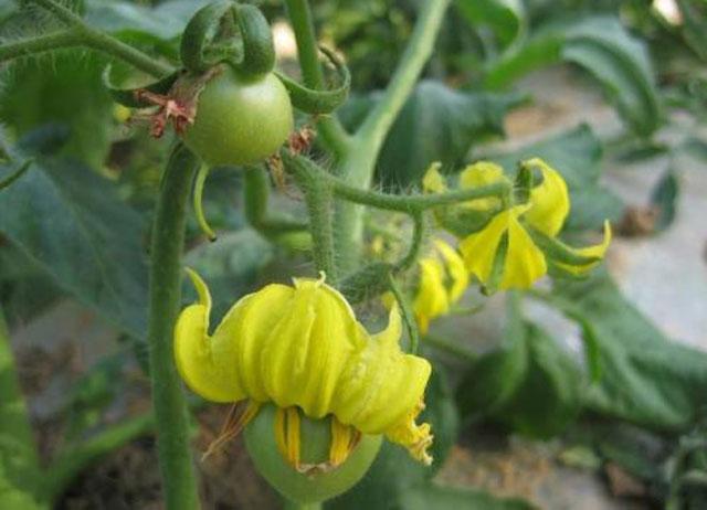 番茄药害是怎么产生的,番茄打助壮素发生药害怎么办
