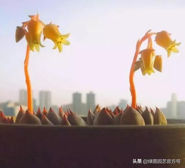 多肉开花怎么办呢,多肉开花的原因和解决方法