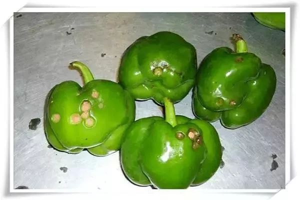 辣椒病害图谱大全大图,辣椒病害大全图片及防治方法