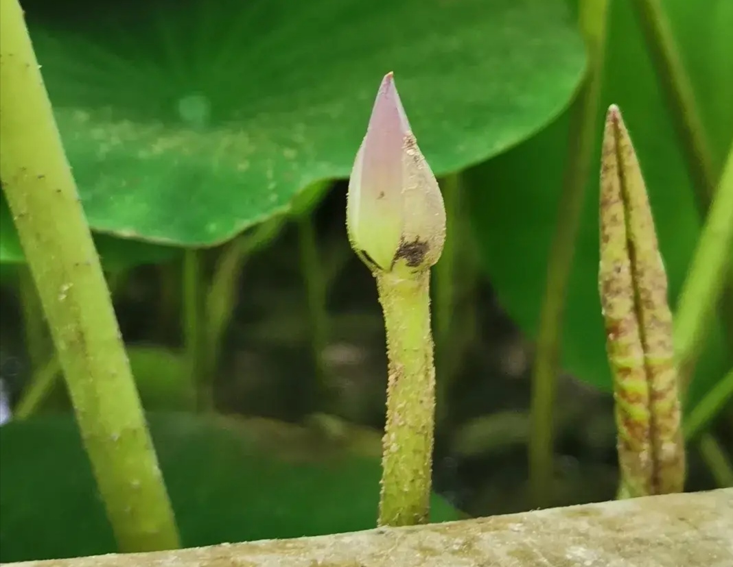 关于妹夫抬钱记的故事,妹夫抬钱记完整版