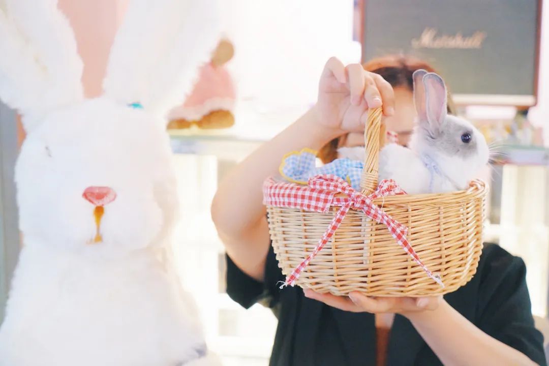 兔子馆三里屯,深圳三里屯兔子馆