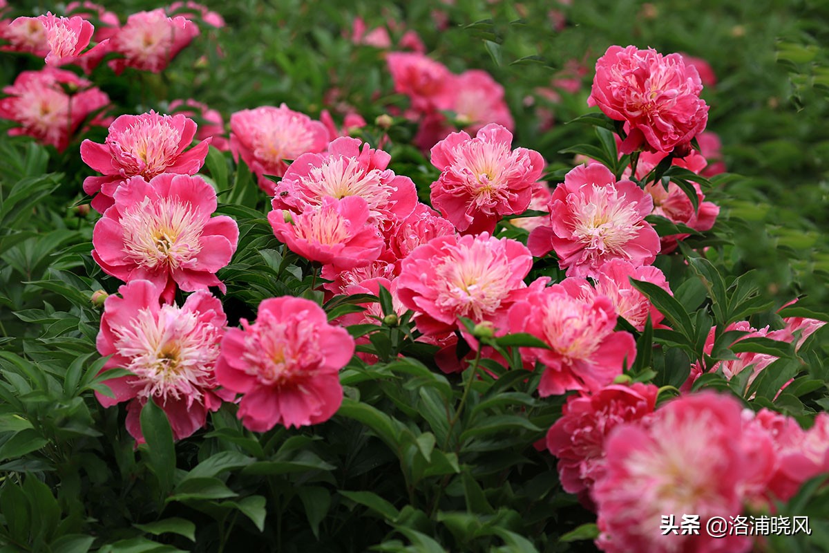 大院绿化的回忆——顺便看看院里的芍药定个究竟有多少种？