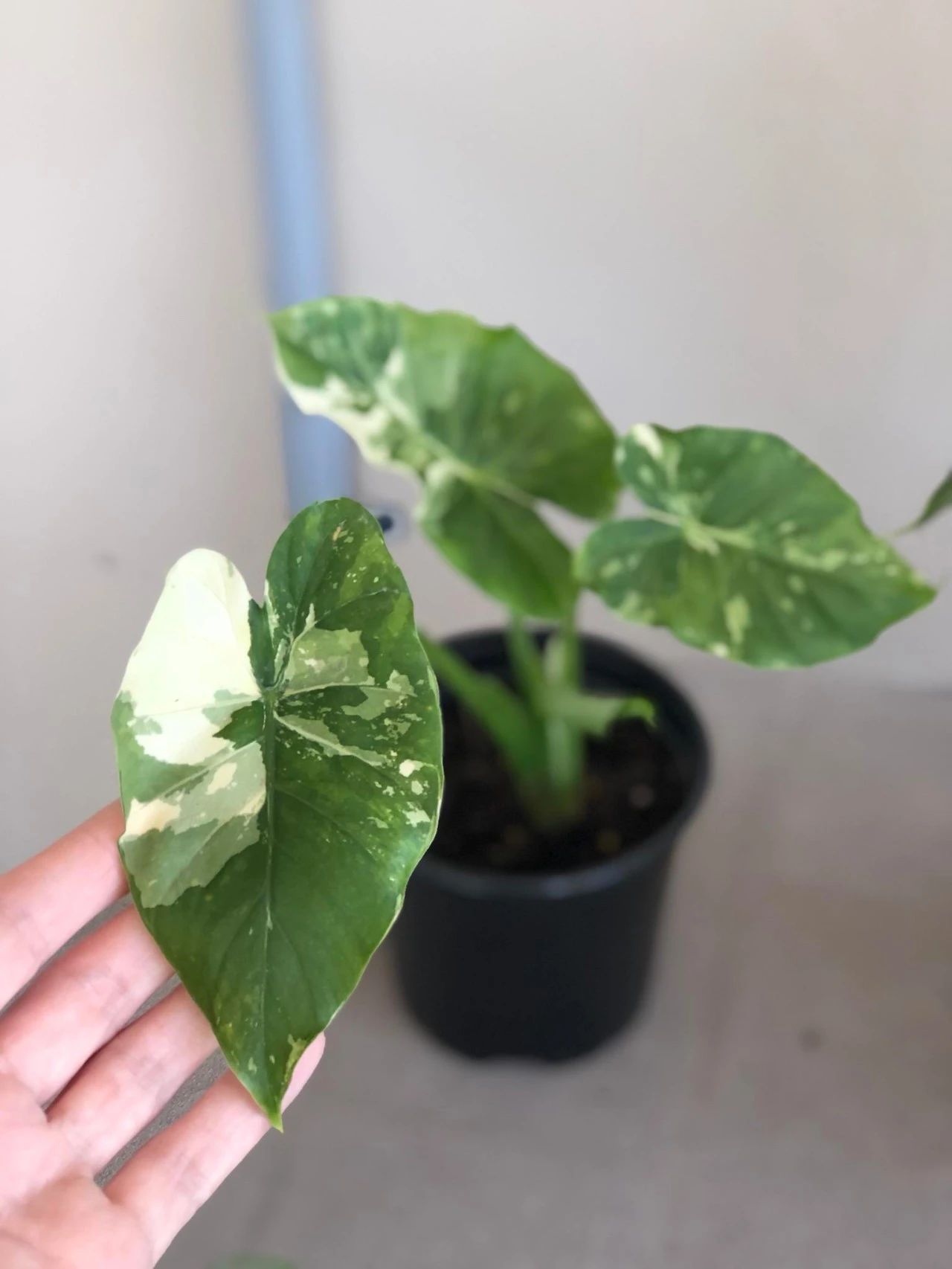 滴水观音和海芋区别,海芋和滴水观音有什么区别