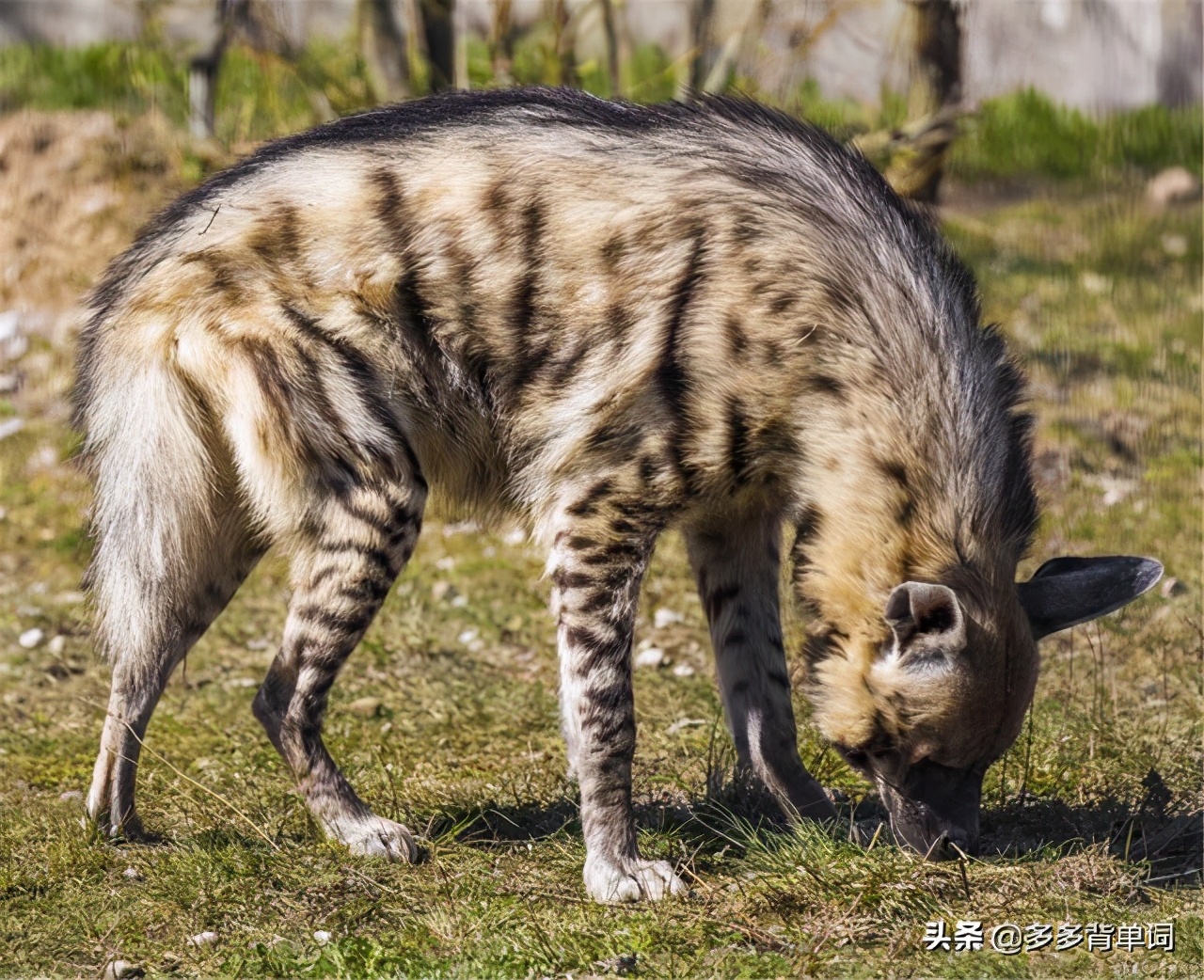 2020年灭绝的动物,发现已宣布灭绝的物种