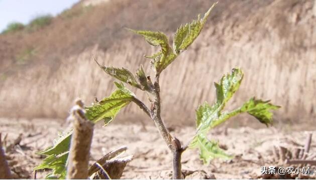 他因一句话改行进荒山，凭它一年卖出5000万
