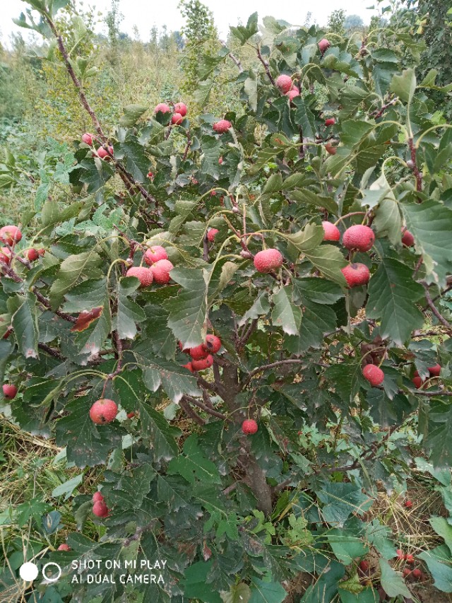 难忘的乡愁老家的味道,难忘的农村老家图片