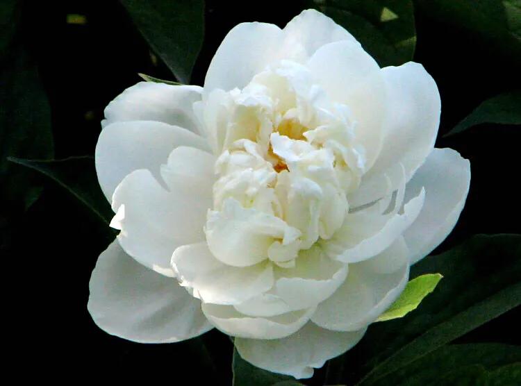 杨妃出浴是牡丹还是芍药,杨妃出浴芍药品种是进口品种吗