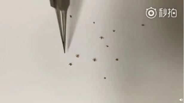 小孩子睫毛感染阴虱,杭州六岁孩子睫毛长阴虱