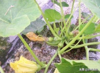 南瓜落花落果怎么防治,南瓜结果出现了化果落果怎么办