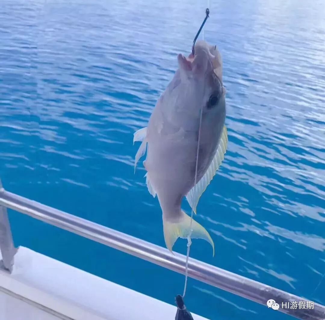 帕劳蓝洞潜水美人鱼,蓝色大海里的帕劳