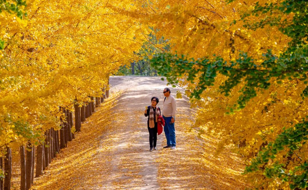赏秋不远行就近赏秋景,赏秋何必去远方