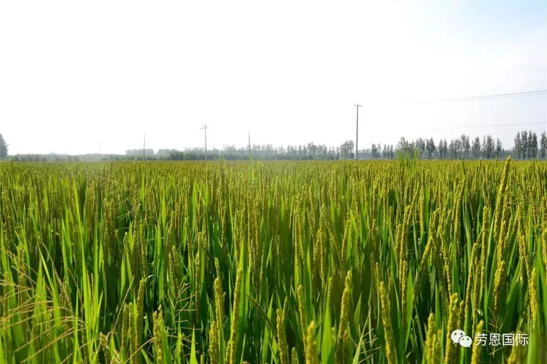 水稻红叶病两个字的特效药,水稻红叶病不用药后果