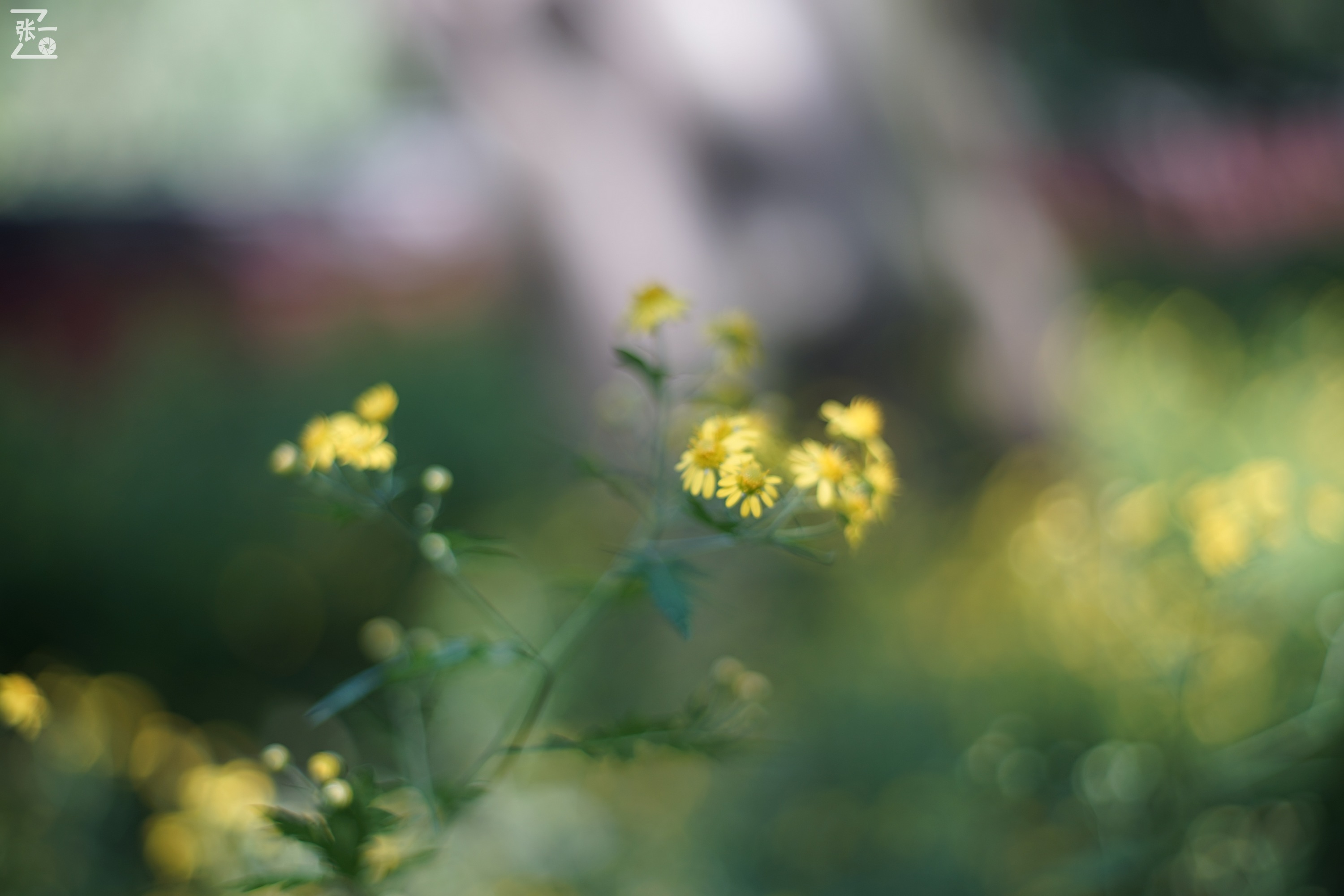 宾得老镜头k系列,老北京镜头