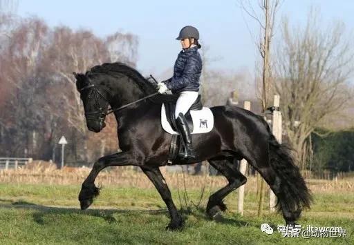 世界最好的十个品种马 (世界上最美丽的10类品种马)