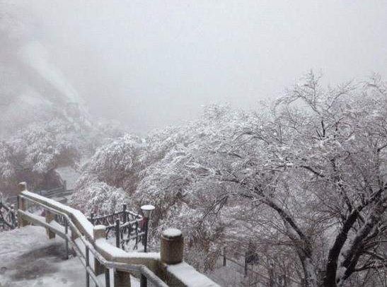 「原创诗词」侯*红庆**|笑傲枝头清骨冷此花不与百花同