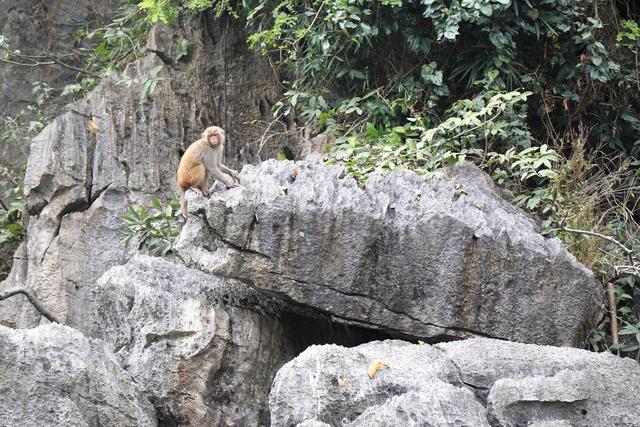 这里虽然风景如画人们生活的却很凄惨没日没夜的追着大船讨生活