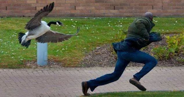 冷知识鹅,冷知识白鹅