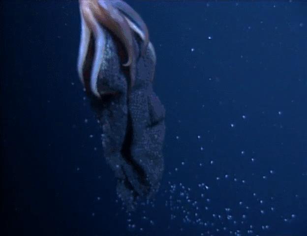 拟态章鱼科幻般伪装全过程,顶级伪装大师拟态章鱼