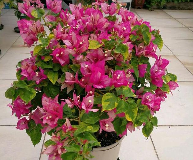 水养花为什么花根容易烂,花根浇水过多腐烂怎么治疗