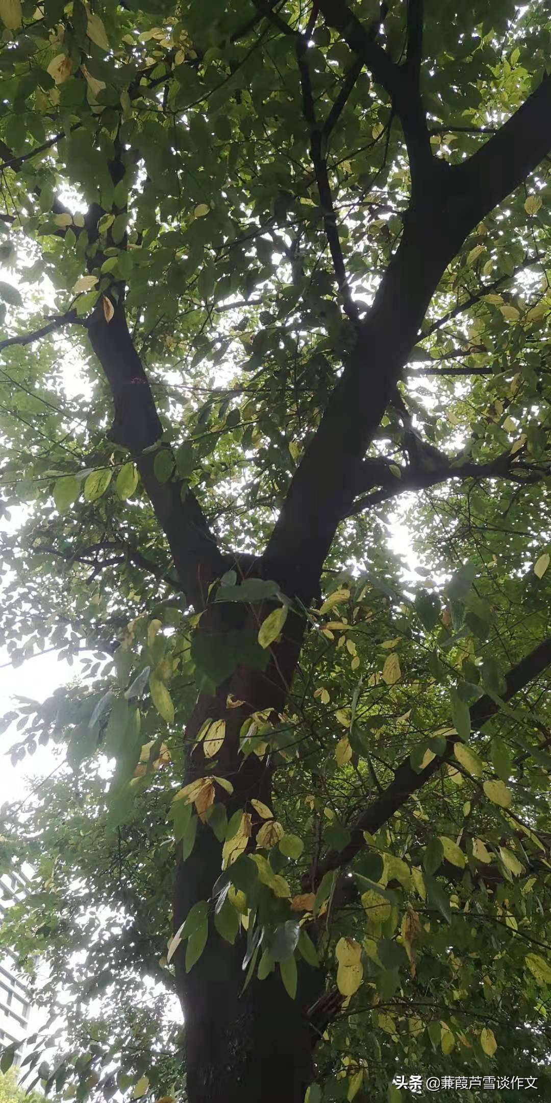 关于双减政策的小学生作文400字,双减政策教师学习心得英语作文