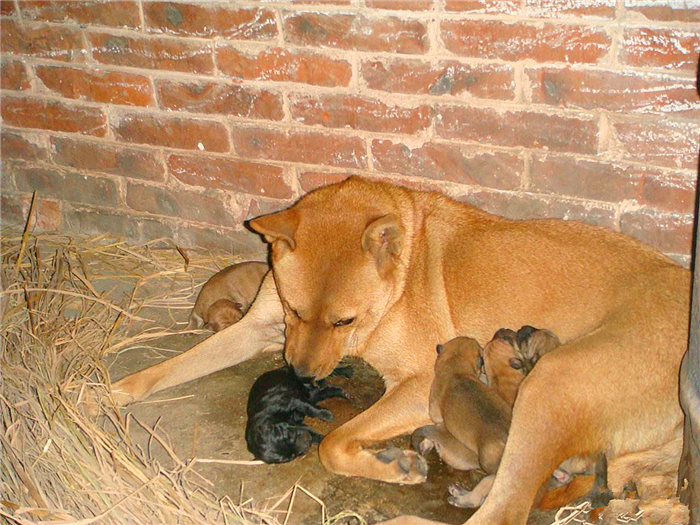 狗狗感染布鲁氏杆菌有啥症状,狗狗如何知道有布鲁氏杆菌