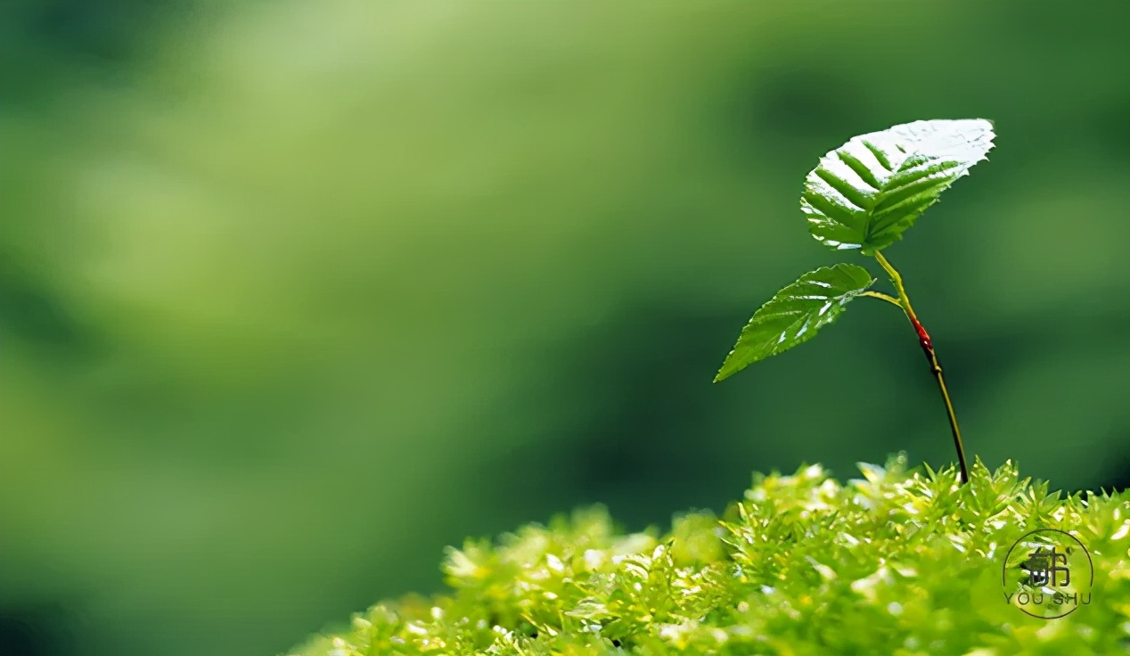 苏轼5首诗道尽人生,苏轼词人生三境界
