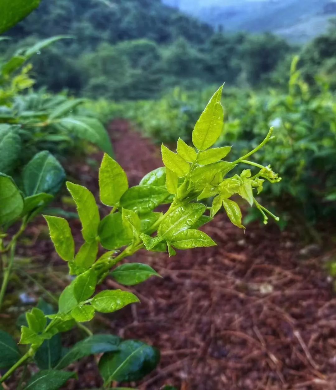 张家界莓茶高山养生茶,莓茶张家界野生特级茶