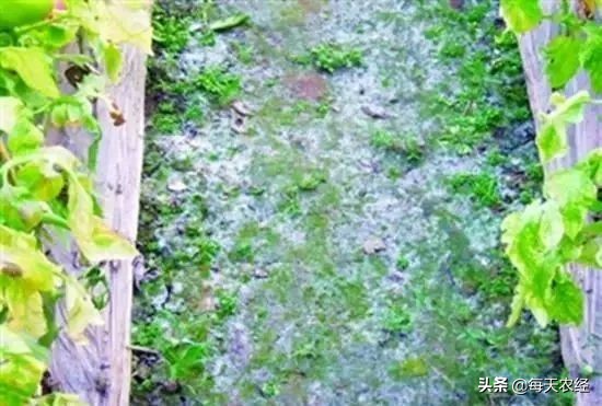 面临重茬，我们怎么办？（实用好文）