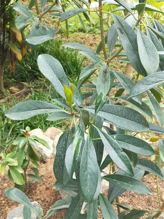 地枫皮,见过吗?舒筋骨,治风痹疼痛,去瘀疗伤