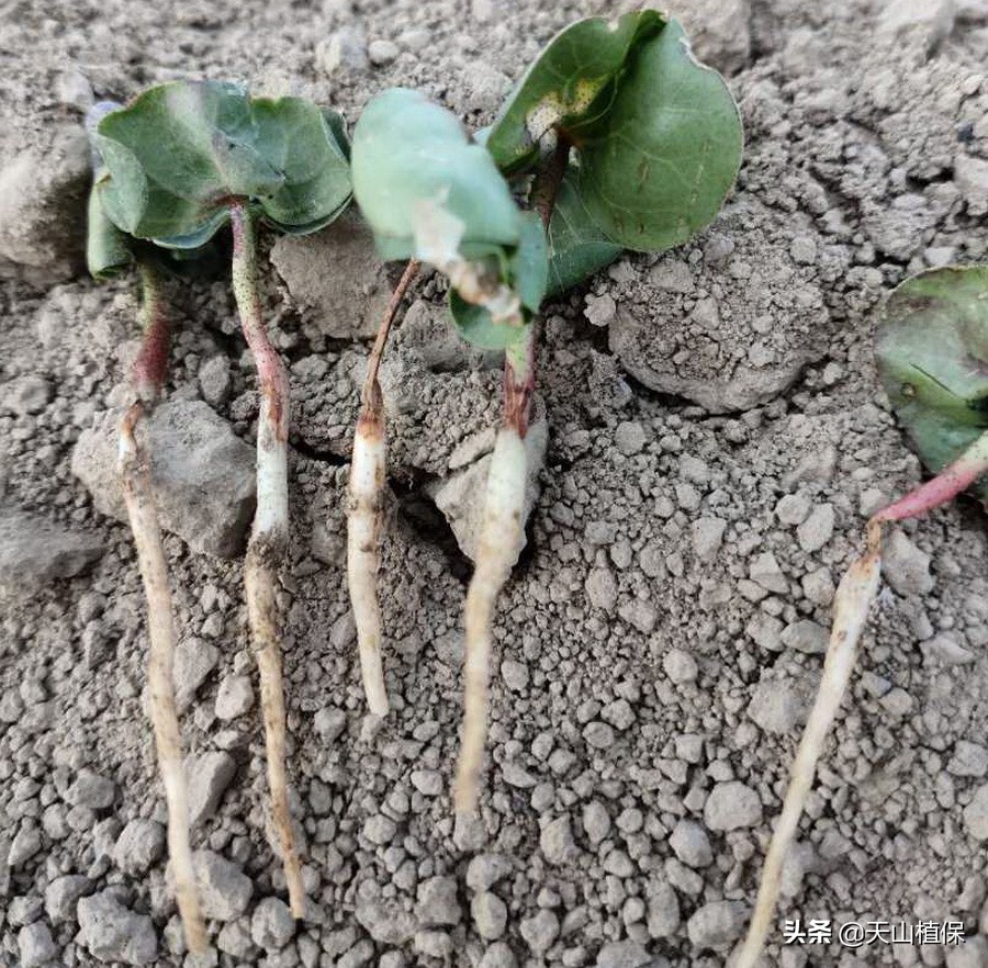 棉苗病害最佳治疗方法,棉苗药害死亡