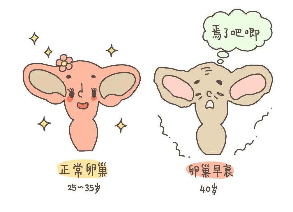 备孕科普素材,卵泡长大了不排会引起雌二醇低吗