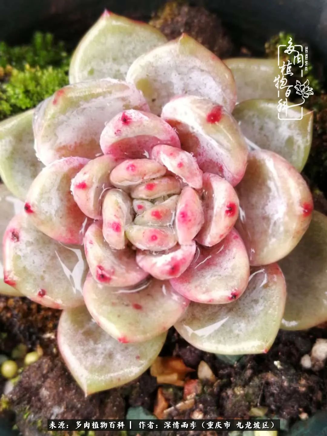 在重庆养多肉养的是一种信仰,重庆养多肉适合用什么土