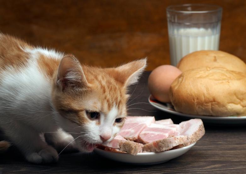 猫咪吃猫毛对它的身体有危害吗,小猫吃猫砂对猫咪有什么危害