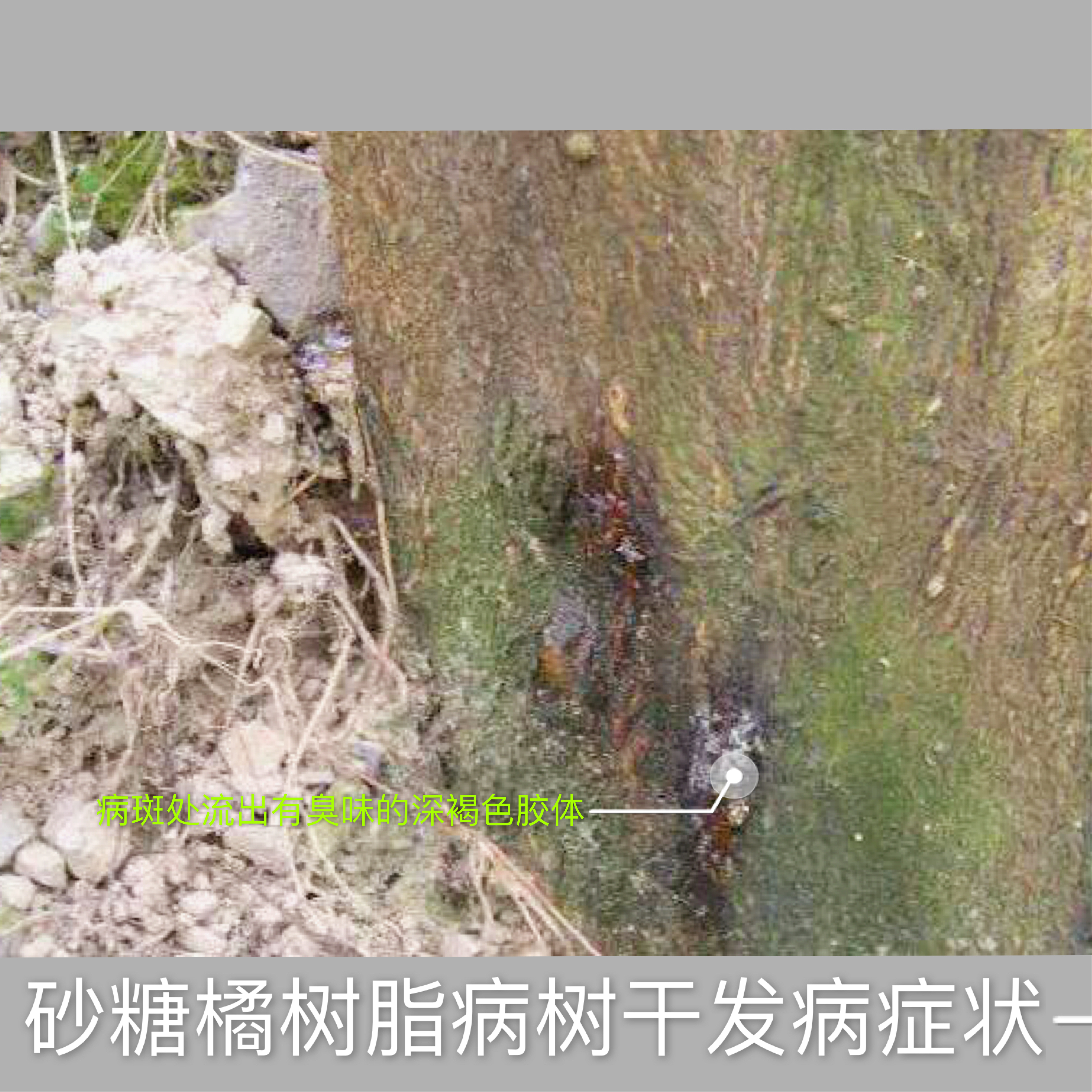 沙糖桔秋季落果,金秋砂糖橘成熟期病害