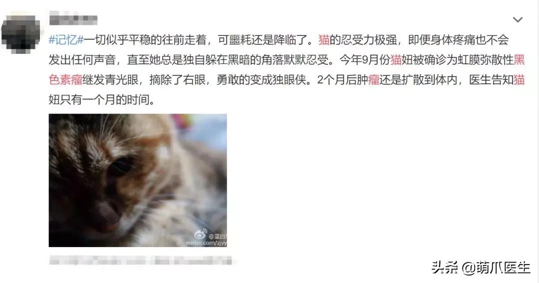猫咪皮肤有黑斑点还很容易掉毛,猫咪身上有黑色斑点是怎么回事