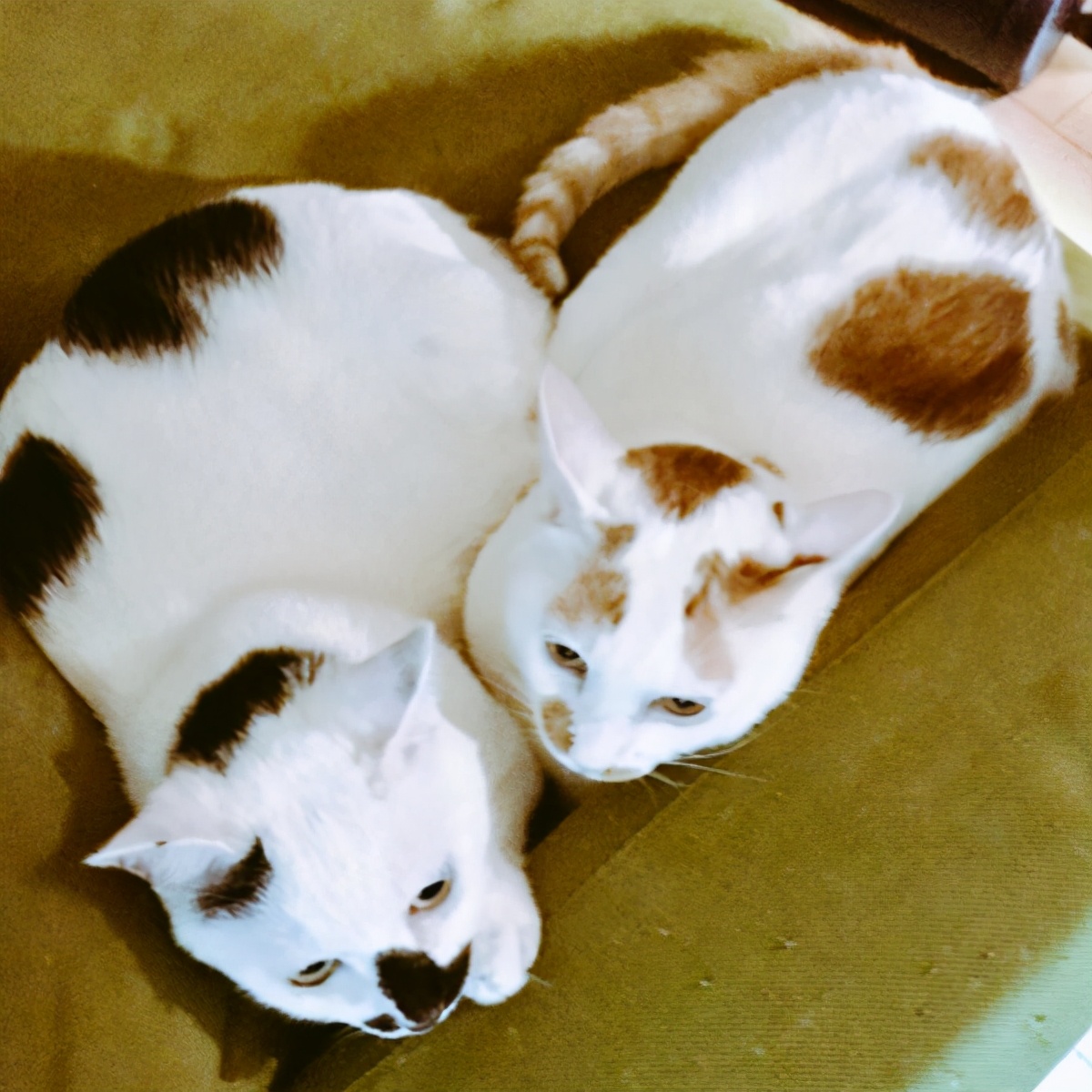 猫妖日本漫画,日本漫画猫妖