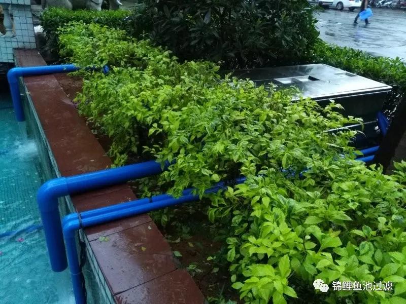 养锦鲤必备的一款鱼池过滤器,锦鲤鱼池过滤器自制方法