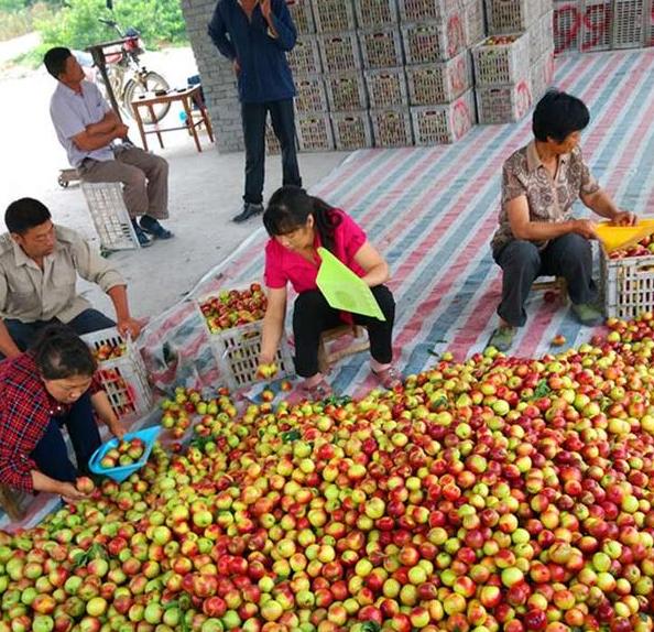 油桃最新价格,油桃多少钱一斤亩产多少