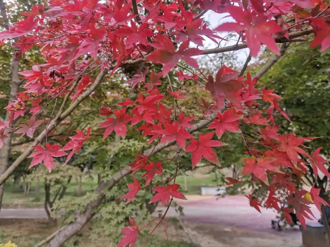 深秋的公园是什么样子的,南阳梅城公园梅花