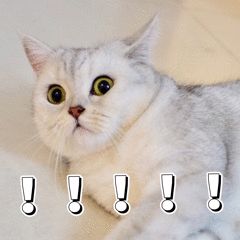 奥利给的大揭秘,2022创业板开通测试