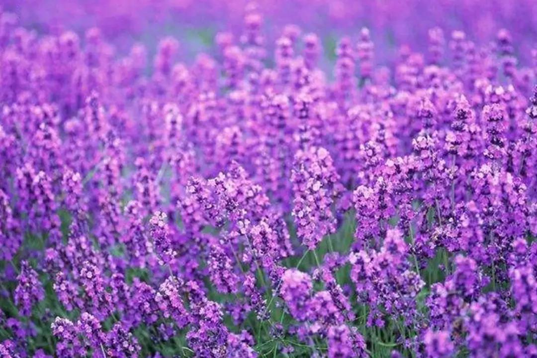 张北最美的景区是哪里,最美的草原自驾游路线攻略