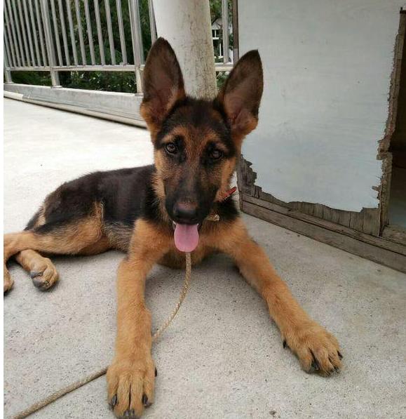 德牧拉稀有什么特效药,德牧拉稀怎么办