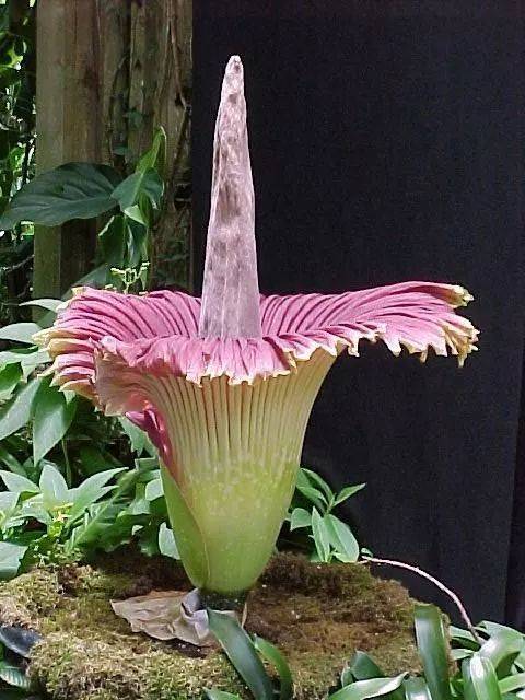 自然界嘴巴奇特的十种动物,十种奇特的自然界植物图片