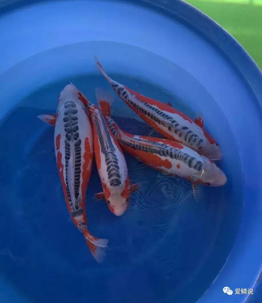 全场八折优惠活动正在火爆进行中,锦鲤网上商城